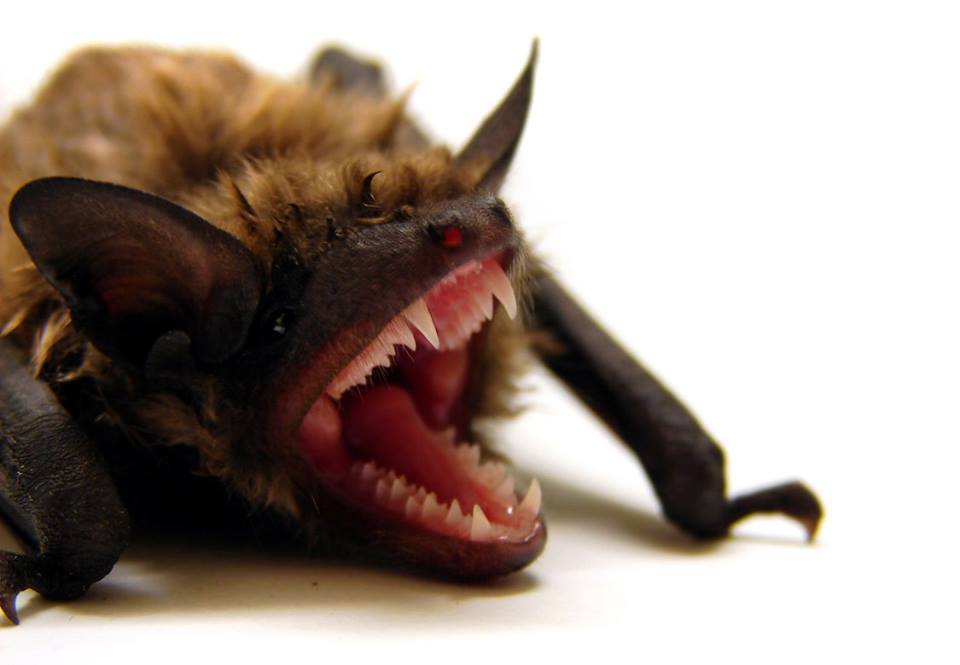 Bat