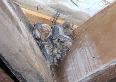Bat removal service