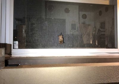 Bat removal service
