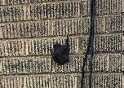 Bat removal service