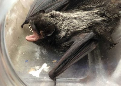 Bat removal service