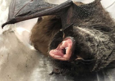 Bat removal service