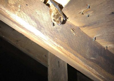 Bat removal service