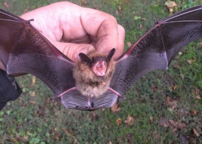 Bat removal service