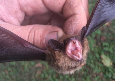 Bat removal service